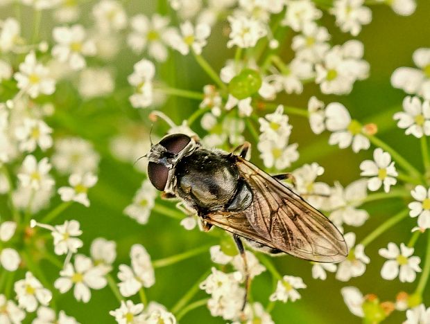 pestrica Cheilosia velutina ♀