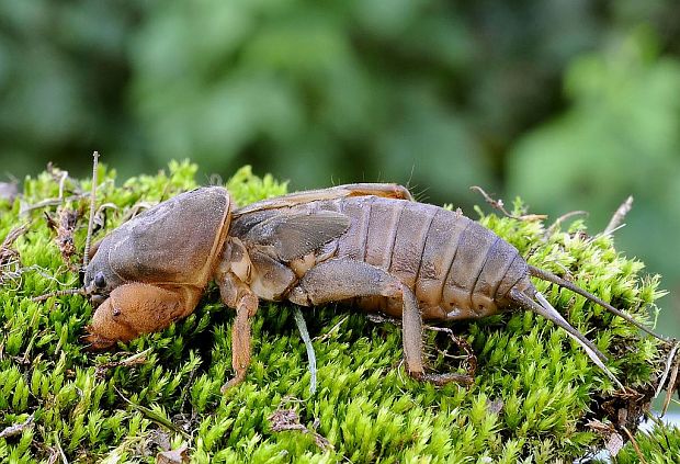 krtonôžka obyčajná Gryllotalpa gryllotalpa