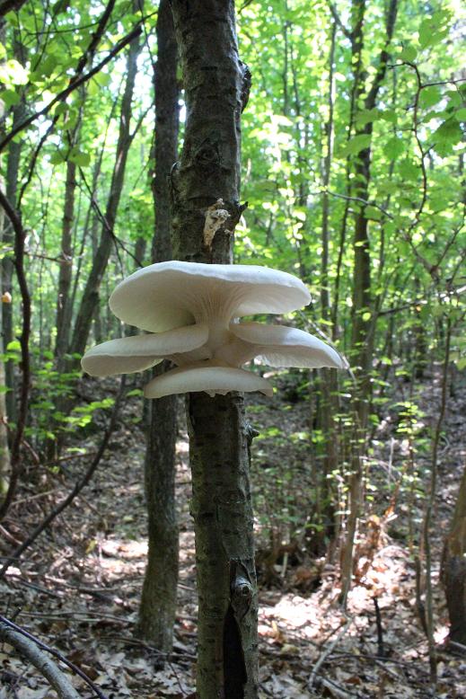 hliva buková Pleurotus pulmonarius (Fr.) Quél.