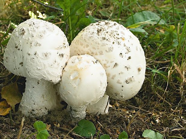 muchotrávka šiškovitá Amanita strobiliformis Gonn. & Rabenh.