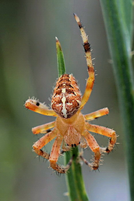 křižák obecný Araneus diadematus
