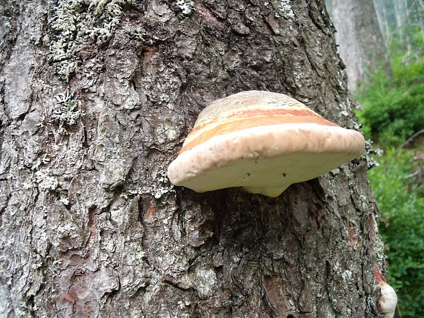 práchnovček pásikový Fomitopsis pinicola (Sw.) P. Karst.