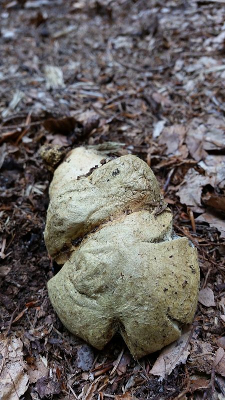 hríbnik modrejúci Gyroporus cyanescens (Bull.) Quél.