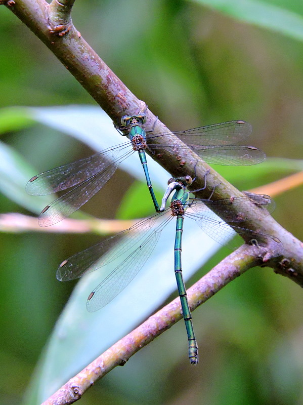 šidlovka zelená  Lestes viridis