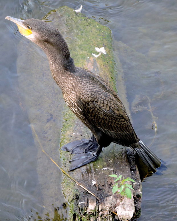 kormorán veľký  Phalacrocorax carbo