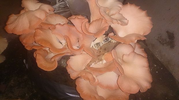 hliva ružová Pleurotus djamour