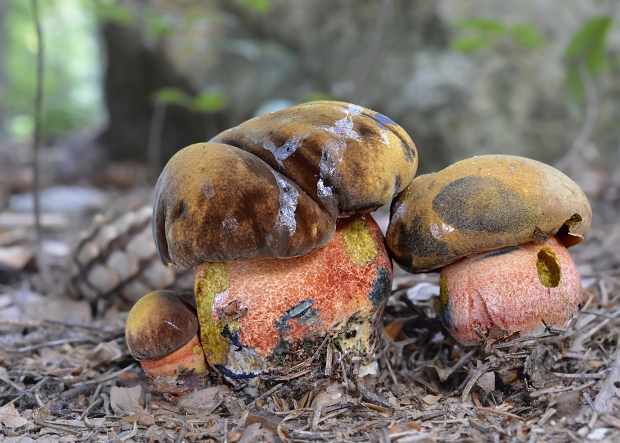 hríb zrnitohlúbikový Sutorius luridiformis (Rostk.) G. Wu & Zhu L. Yang