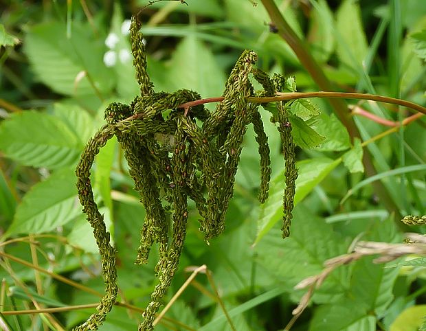 udatník lesný Aruncus vulgaris Raf.