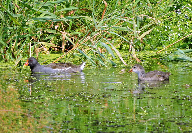 sliepočka vodná Gallinula chloropus