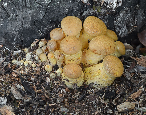 šupinovec nádherný Gymnopilus junonius (Fr.) P.D. Orton