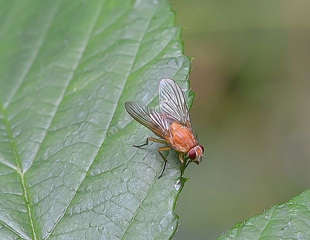 slnivka žltá Phaonia pallida (Muscidae)