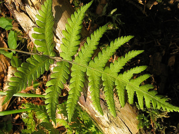 sladičovec bučinový Phegopteris connectilis (F. Michx.) Watt