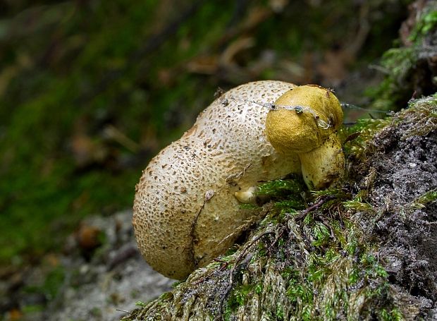 suchohríb cudzopasný Pseudoboletus parasiticus (Bull.) Šutara