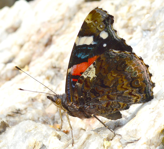 babôčka admirálska Vanessa atalanta