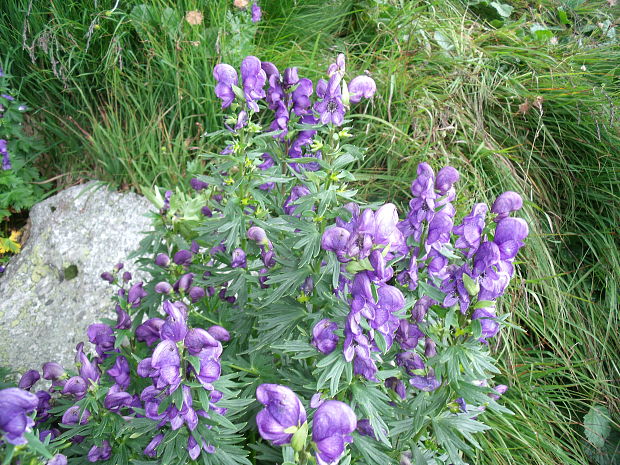 prilbica tuhá Aconitum firmum Rchb.