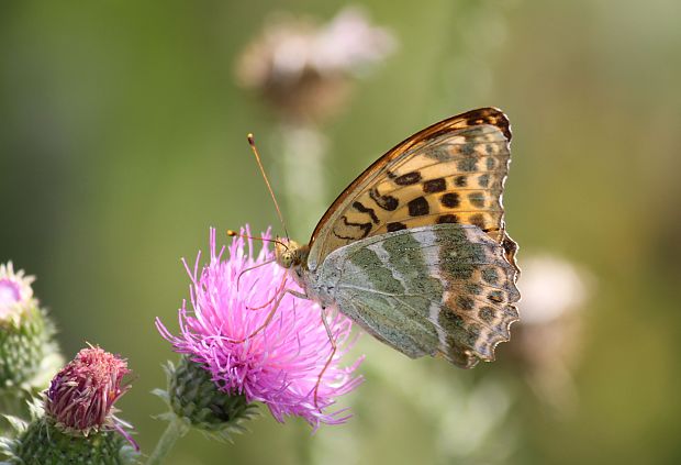 perlovec striebristopásy  Argynnis paphia