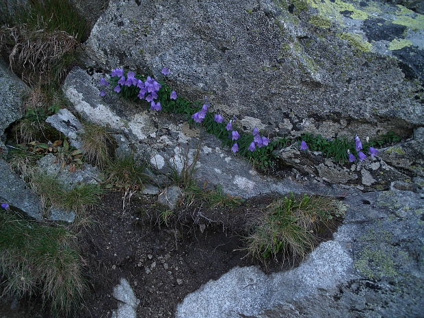 zvonček tatranský Campanula tatrae Borbás