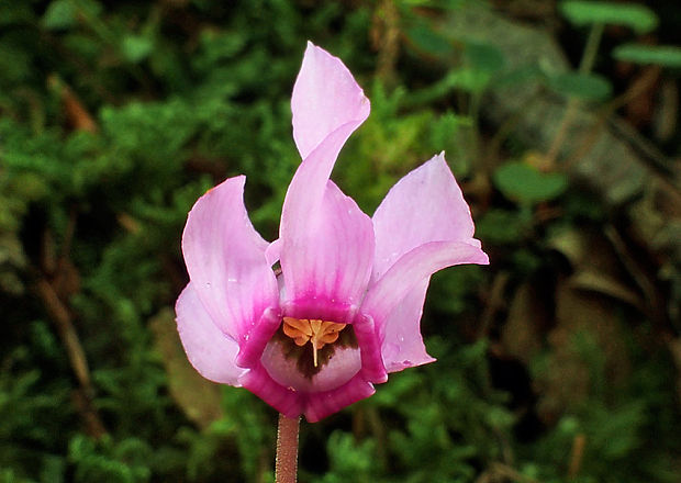 cyklámen fatranský Cyclamen fatrense Halda et Soják