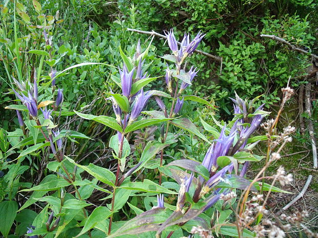 horec luskáčovitý Gentiana asclepiadea L.