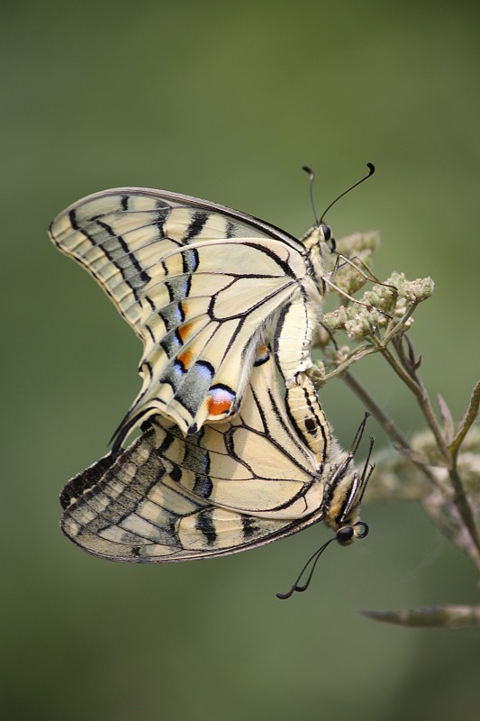 vidlochvost feniklový  Papilio machaon Linnaeus