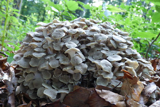 trúdnik klobúčkatý Polyporus umbellatus (Pers.) Fr.