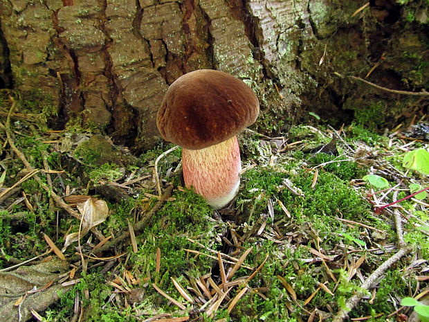 hríb zrnitohlúbikový Sutorius luridiformis (Rostk.) G. Wu & Zhu L. Yang