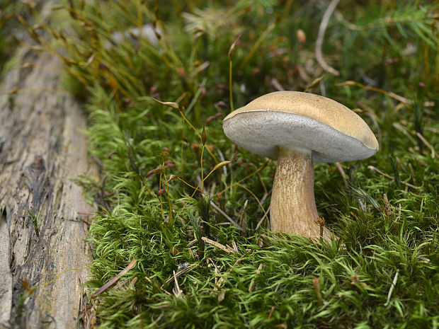 podhríb žlčový Tylopilus felleus (Bull.) P. Karst.