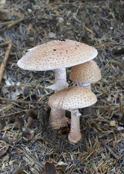 muchotrávka červenkastá Amanita rubescens Pers.