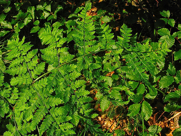 papraď rozložená Dryopteris dilatata (Hoffm.) A. Gray