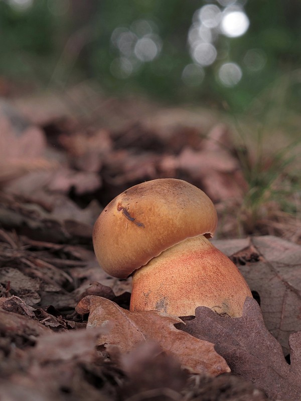 hríb zrnitohlúbikový odfarbený Neoboletus xanthopus (Quél.) Krieglst.