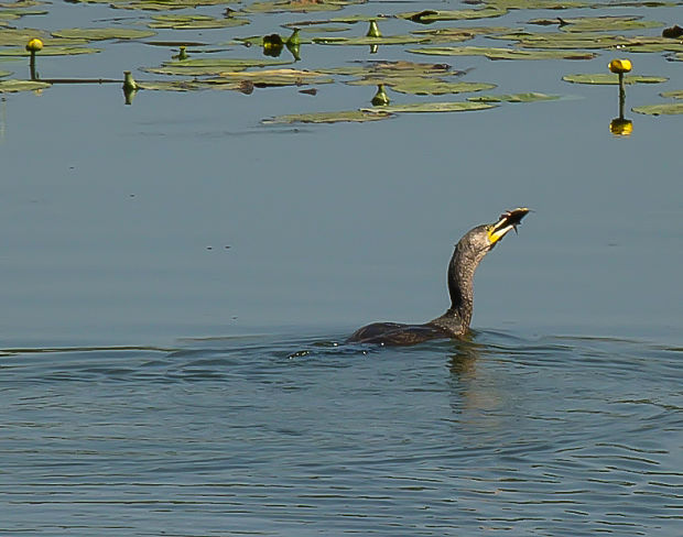 kormorán veľký Phalacrocorax carbo