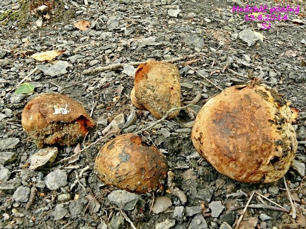 hráškovec obyčajný Pisolithus arhizus (Scop.) Rauschert