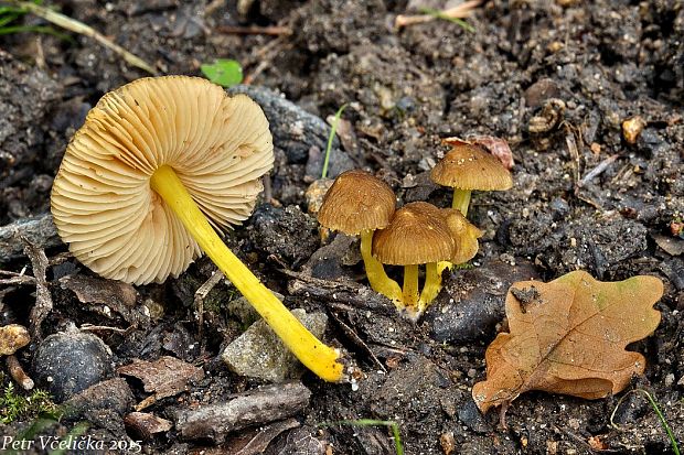 štítovka žltohlúbiková Pluteus romellii (Britzelm.) Sacc.