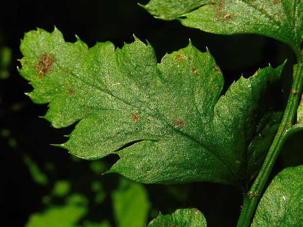 papraďovec laločnatý Polystichum aculeatum (L.) Rothm.