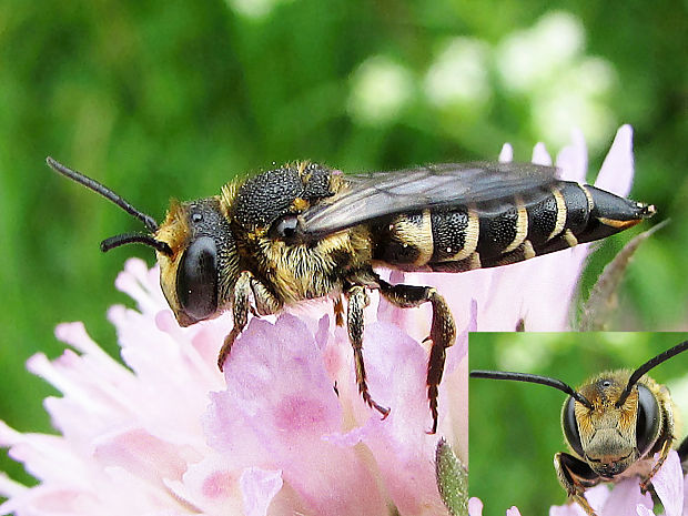 - Coelioxys rufescens