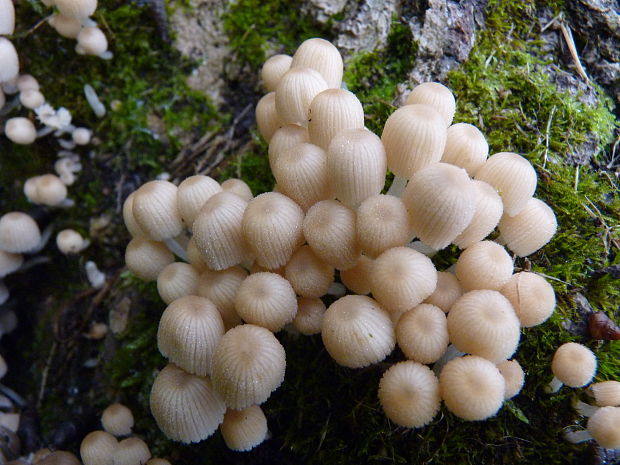 hnojník rozsiaty Coprinellus disseminatus (Pers.) J.E. Lange