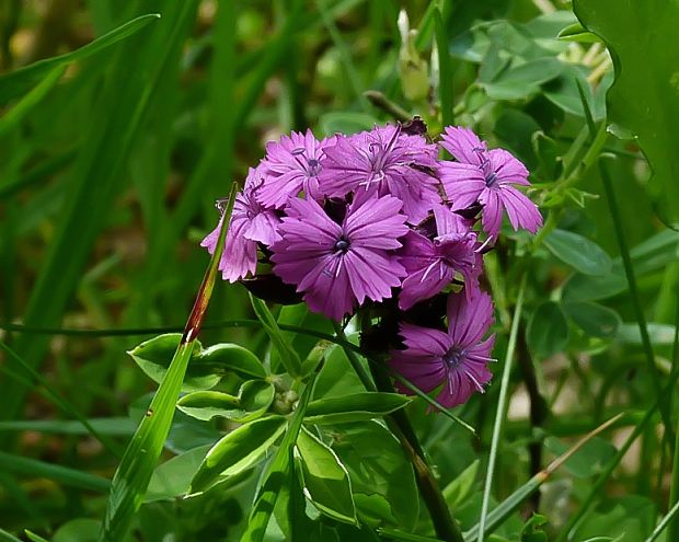 klinček bradatý nakopený Dianthus barbatus subsp. compactus (Kit.) Heuff.