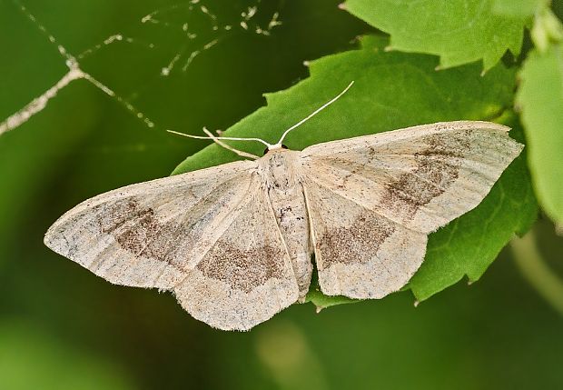 piadica kručinková Idaea aversata