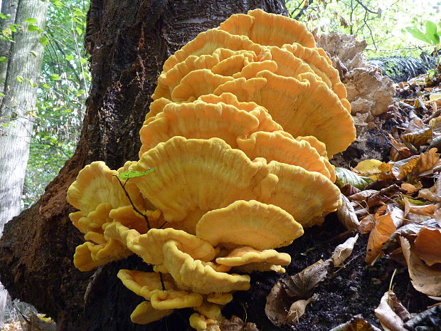 sírovec obyčajný Laetiporus sulphureus (Bull.) Murrill