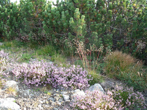 borovica kosodrevina Pinus mugo