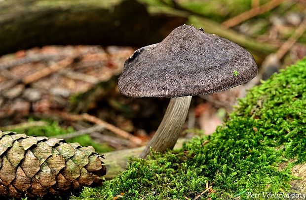 štítovka čiernolupeňová Pluteus atromarginatus (Konrad) Kühner