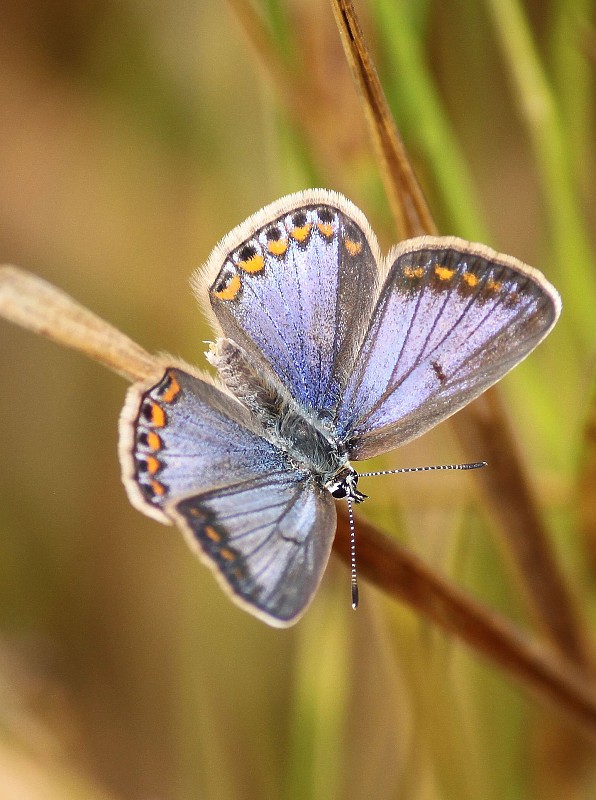 modráčik obyčajný  Polyommatus icarus