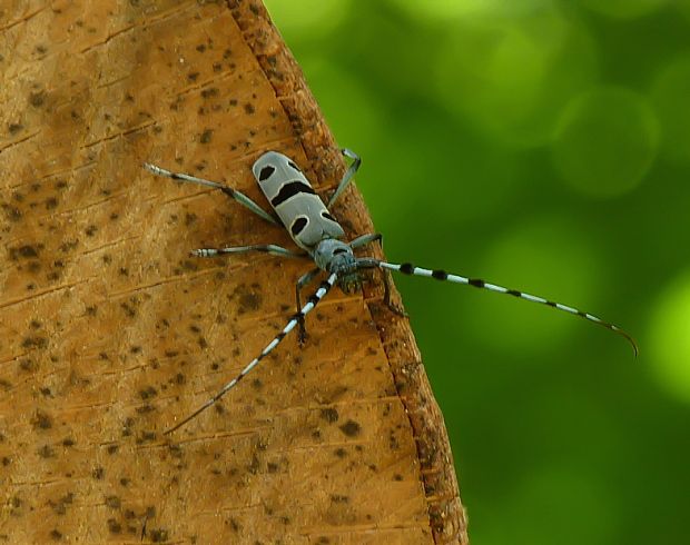 fúzač alpský Rosalia alpina