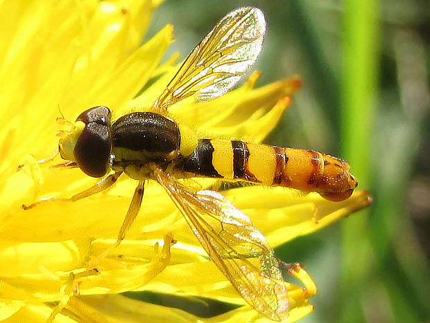 pestřenka Sphaerophoria taeniata