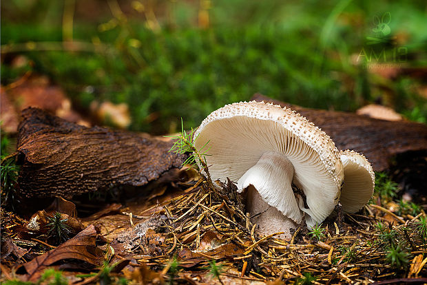 muchotrávka červenkastá Amanita rubescens Pers.