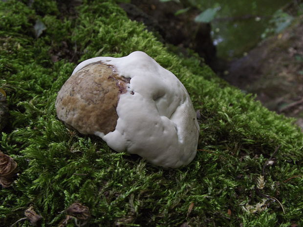 ??? Ganoderma lucidum (Curtis) P. Karst.