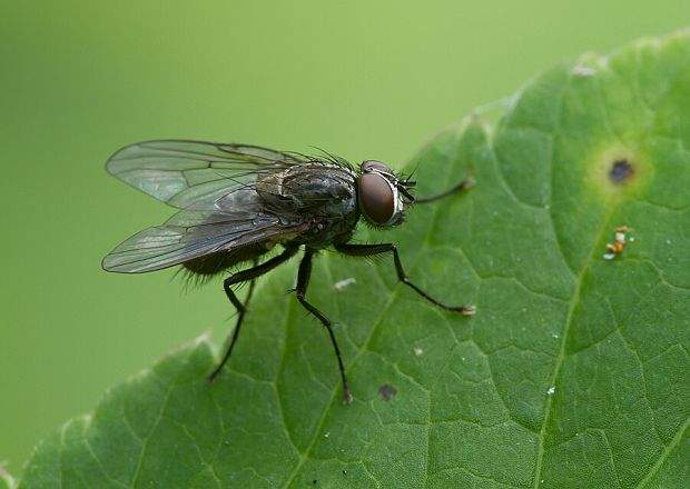 mucha Hydrotaea dentipes