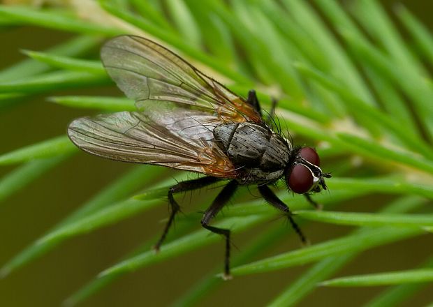 mucha Hydrotaea dentipes