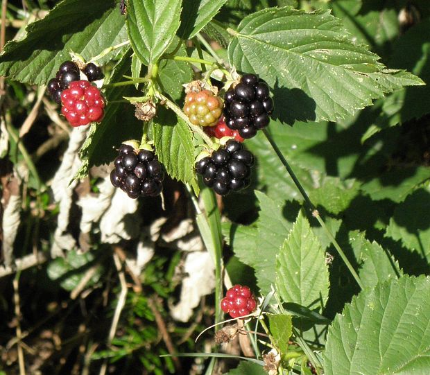 černice Rubus sp.