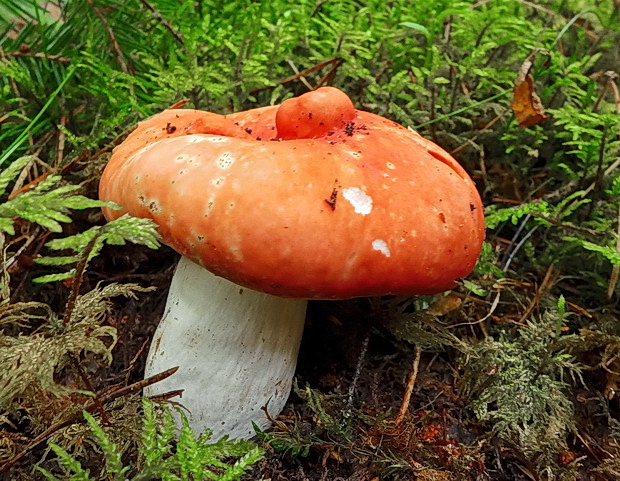 plávka Russula sp.